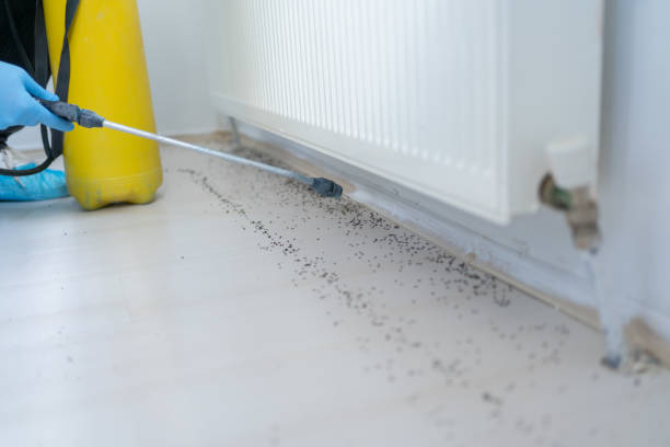 Best Pest Prevention Services  in Lawndale, CA